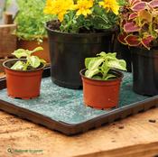 Capillary Matting 5 Pack