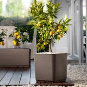 Indi Pixel Cappuccino Italian Planter 384x398x384mm image