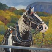 Coloured Cob, Killarney | Sara Hodson Fine Art image