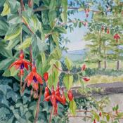Fuchsia, West Cork Print | Sara Hodson Fine Art image