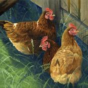 Chickens | Sara Hodson Fine Art image