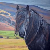 Dales Pony SOLD | Sara Hodson Fine Art image