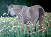 Connemara in a thistle field SOLD | Sara Hodson Fine Art image