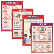 Body Organ Posters Pack of four