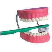 Dental Care Model image