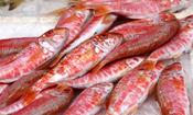 Whole Red Mullet
