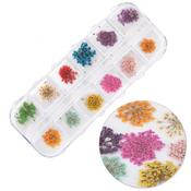 Dried flowers for nail decoration in a cassette Molly Nails type A 24 pcs