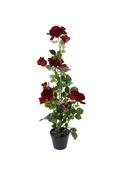 Decoration Rose Plant image