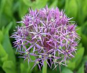 Allium cristophii