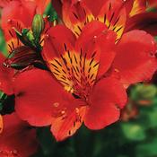 Alstroemeria Mars