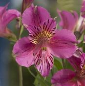 Alstroemeria Mauve Majesty 