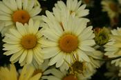 Anthemis E.C. Buxton