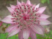Astrantia major Roma image