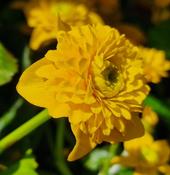 Caltha palustris Flore Pleno