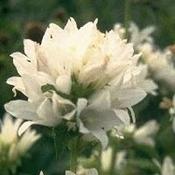 Campanula glomerta Alba