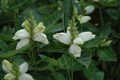 Chelone obliqua var. alba
