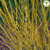 Cornus stol. Flaviramea
