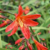 Crocosmia Carmine Brilliant