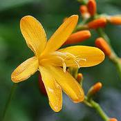 Crocosmia George Davidson
