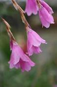 Dierama pulcherrimum 