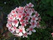 Darmera peltata