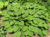 Hosta fortunei hyacinthina