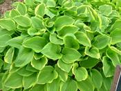 Hosta Golden Tiara