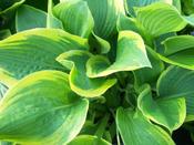 Hosta Climax 