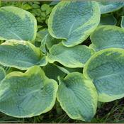 Hosta sieboldiana Frances Williams