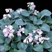 Hosta tokudama 