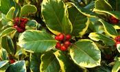 Ilex aquifolium Golden King 