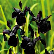 Iris chrysographes Black Form