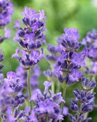 Lavandula munstead