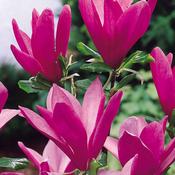 Magnolia Susan