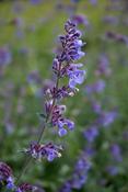 Nepeta f. Six Hills Giant