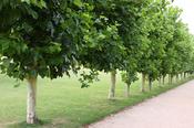 Platanus x acerifolia 