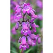 Penstemon Sour Grapes