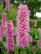 Persicaria bistorta Superba 