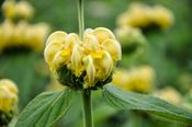 Phlomis Russeliana