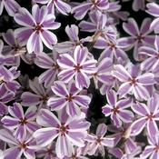 Phlox subulata Candy Stripes