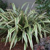 Phormium cookianum Tricolor
