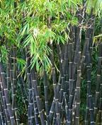 Phyllostachys nigra