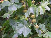 Platanus x hispanica