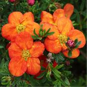 Potentilla Red Ace