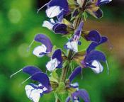 Salvia Madeline 