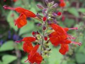 Salvia microphylla Royal Bumble