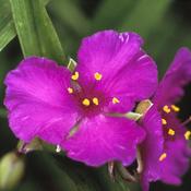 Tradescantia  Karminglut 