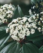 Viburnum davidii