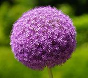 Allium giganteum