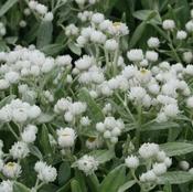Anaphalis triplinervis Sommerschnee 